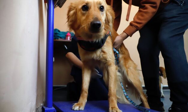 Exitosa jornada de esterilizaciones de perros y gatos se desarrolló en cerro Placeres